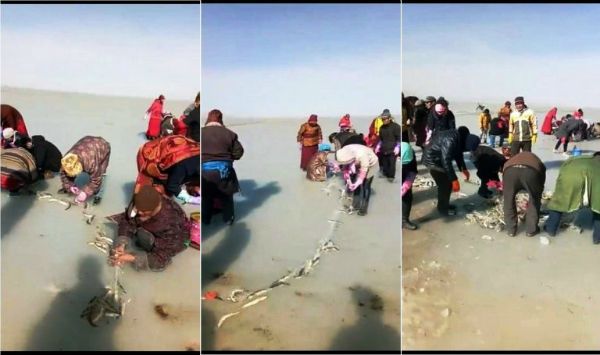 视频显示藏人从盗猎汉人商贩布置的渔网中解救煌鱼