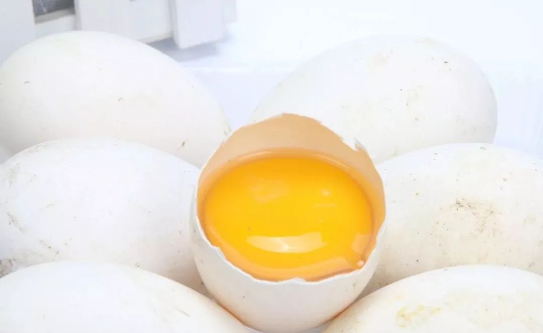 鸡蛋 鸭蛋 鹅蛋 鹌鹑蛋 不同蛋类营养差别这么大 禁闻网