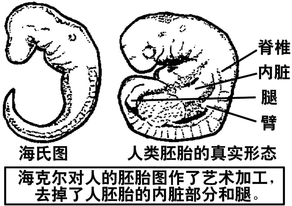 科学史上的大骗局：进化论