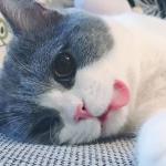 頭像