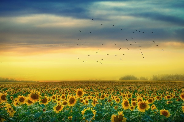 Ode_to_the_Sunflower-600.jpg