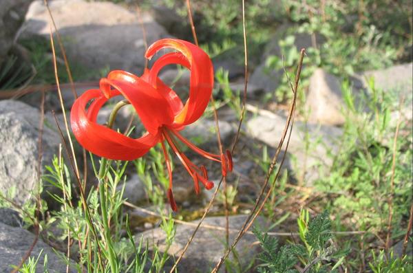 Lilium-pumilum_山丹丹-600.jpg