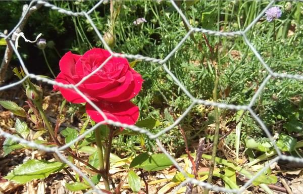 rose_behind_the_wire_net-600.jpg