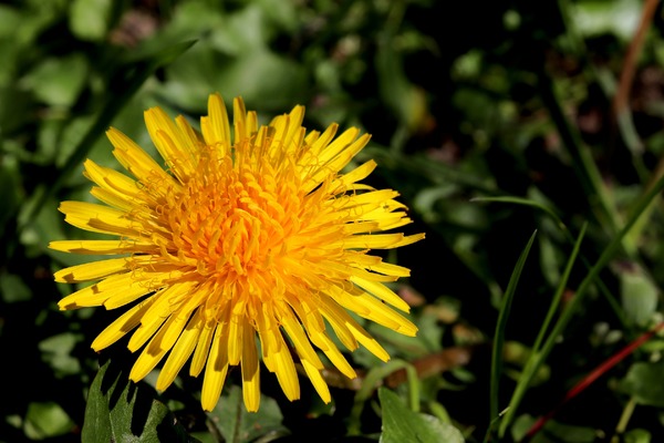 dandelion-600.jpg