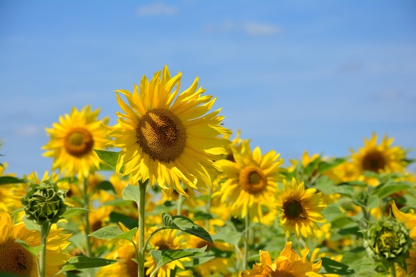 Sunflower-600.jpg
