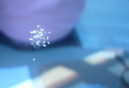 婆羅花3.jpg