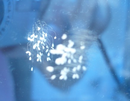 婆羅花5.jpg