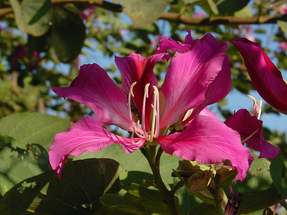 960px-Bauhinia.jpg