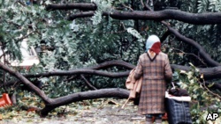 1987年10月16日，伦敦一名妇女站在倒落的大树前。30年前的那次飓风给英国造成大范围破坏。奥菲利娅飓风正直扑英国和爱尔兰。
