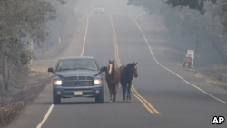 在加州纳帕，皮彼·塔玛亚带着他的两匹马萨米和罗丽逃离凶猛的野火。（2017年10月10日）