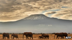 非洲景象：一群大象走在肯尼亚安博塞利国家公园乞力马扎罗山前面。