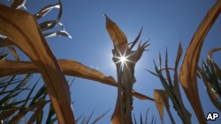 内布拉斯加州弗里蒙特的一处玉米地（资料照）